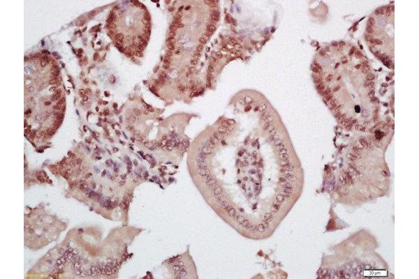 TRIM33 antibody  (AA 981-1127)