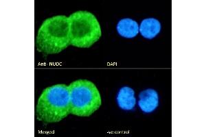 (ABIN571024) Immunofluorescence analysis of paraformaldehyde fixed A431 cells, permeabilized with 0. (NUDC antibody  (Internal Region))