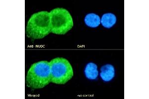 (ABIN571024) Immunofluorescence analysis of paraformaldehyde fixed A431 cells, permeabilized with 0. (NUDC antibody  (Internal Region))
