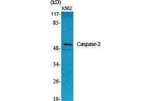 Western Blot (WB) analysis of specific cells using Caspase-2 Polyclonal Antibody. (Caspase 2 antibody  (Ser197))