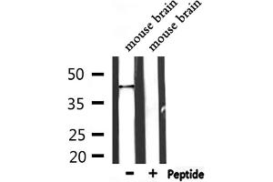 Western blot analysis of extracts from mouse brain, using PTRF Antibody. (PTRF antibody  (Internal Region))