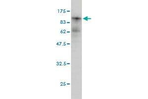 PKC iota antibody  (AA 1-587)