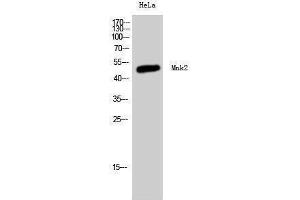 Western Blotting (WB) image for anti-MAP Kinase Interacting serine/threonine Kinase 2 (MKNK2) (Internal Region) antibody (ABIN3176059)