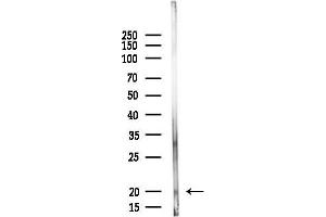 Western blot analysis of lysates from Mouse muscle, using RPC8 Antibody at 1/1000 dilution.