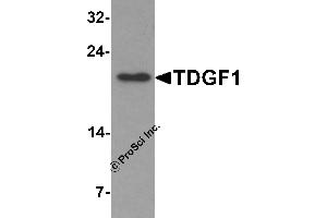Western Blotting (WB) image for anti-Teratocarcinoma-Derived Growth Factor 1 (TDGF1) (N-Term) antibody (ABIN1077401) (TDGF1 antibody  (N-Term))