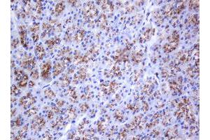 Image no. 1 for anti-Galactosidase, beta 1 (GLB1) antibody (ABIN1498467) (GLB1 antibody)