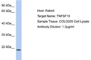 Host: Rabbit Target Name: TNFSF15 Sample Type: COLO205 Whole cell lysates Antibody Dilution: 1. (TNFSF15 antibody  (C-Term))