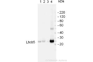 Arabidopsis thaliana,chloroplasts(1), Arabidopsis thaliana,thylakoids (2), Arabidopsis, (5 ug of total cellular protein was loaded per lane)thaliana, photosystem I preparation (3),Pisum sativum, BBY particles (4), (LHCB5 antibody)