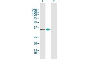 Western Blot analysis of DUSP12 expression in transfected 293T cell line by DUSP12 MaxPab polyclonal antibody. (DUSP12 antibody  (AA 1-340))