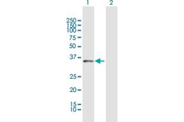 DUSP12 antibody  (AA 1-340)