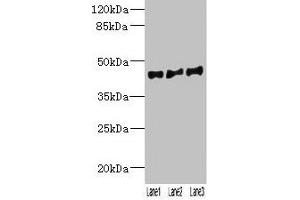 VN1R2 antibody  (AA 115-170)