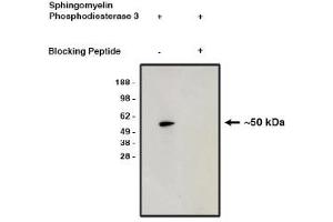 Image no. 1 for anti-Sphingomyelin Phosphodiesterase 3 (SMPD3) antibody (ABIN4620370)