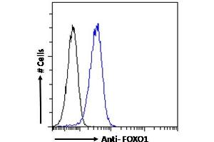 ABIN190814 Flow cytometric analysis of paraformaldehyde fixed A431 cells (blue line), permeabilized with 0. (FOXO1 antibody  (Internal Region))