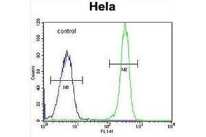 COL4A2 Antibody (N-term) flow cytometric analysis of Hela cells (right histogram) compared to a negative control cell (left histogram). (COL4a2 antibody  (Chain alpha 2, N-Term))