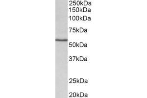 CYP1A1 antibody  (Internal Region)