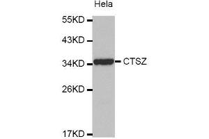 Western Blotting (WB) image for anti-Cathepsin Z (CTSZ) (AA 1-303) antibody (ABIN3016449) (Cathepsin Z antibody  (AA 1-303))
