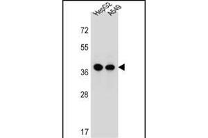 ERLIN1 Antibody (Center) (ABIN657002 and ABIN2846181) western blot analysis in HepG2,A549 cell line lysates (35 μg/lane).