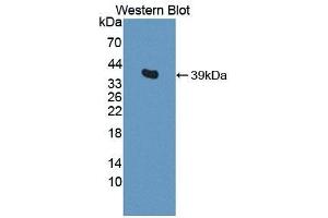 Detection of Recombinant Osteonectin, Mouse using Polyclonal Antibody to Osteonectin (ON) (SPARC antibody  (AA 18-302))