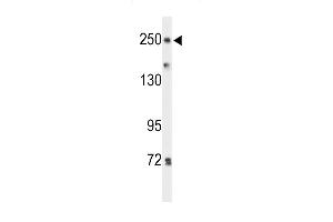 Western blot analysis of PTPRD Antibody (N-term) (ABIN653540 and ABIN2842928) in Hela cell line lysates (35 μg/lane). (PTPRD antibody  (N-Term))