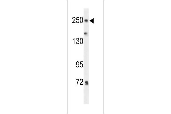 PTPRD antibody  (N-Term)