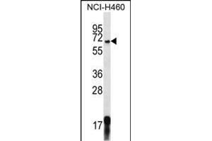 GPSM1 Antibody (Center) (ABIN656666 and ABIN2845906) western blot analysis in NCI- cell line lysates (35 μg/lane).