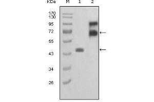Western Blot showing FBLN2 antibody used against truncated FBLN2-Trx recombinant protein (1) and truncated FBLN2 (aa28-444)-hIgGFc transfected COS7 cell lysate (2). (FBLN2 antibody  (AA 180-440))