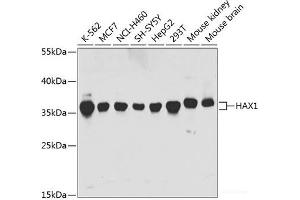 Western blot analysis of extracts of various cell lines using HAX1 Polyclonal Antibody at dilution of 1:1000. (HAX1 antibody)