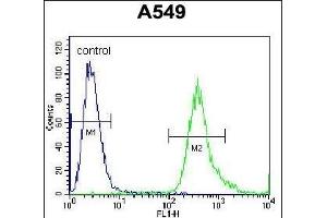 SLC25A6 Antibody (Center) (ABIN656122 and ABIN2845461) flow cytometric analysis of A549 cells (right histogram) compared to a negative control cell (left histogram). (SLC25A6 antibody  (AA 128-155))