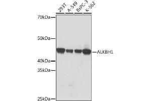 Western blot analysis of extracts of various cell lines, using  Rabbit mAb (ABIN7265552) at 1:1000 dilution. (ALKBH1 antibody)