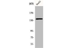 Western Blot analysis of HepG2 cells using p140Cap Polyclonal Antibody (SRCIN1 antibody  (Internal Region))