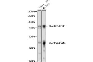 Western blot analysis of extracts of various cell lines, using DC/DC/DCLK1 antibody (ABIN6134321, ABIN6139438 and ABIN7101849) at 1:1000 dilution. (DCLK1 antibody)