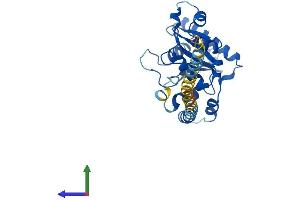 AlphaFold protein structure predicition of Mouse Recombinant Gimap1 Protein, UniprotID P70224