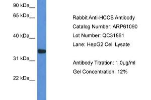 Western Blotting (WB) image for anti-Holocytochrome C Synthase (HCCS) (C-Term) antibody (ABIN2788670) (HCCS antibody  (C-Term))