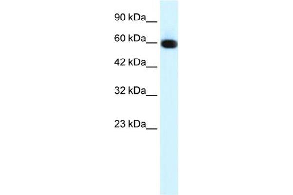 GLIS2 antibody  (N-Term)