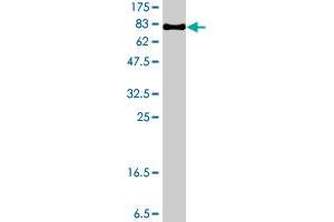 Western Blot detection against Immunogen (74. (VPS4B antibody  (AA 1-444))