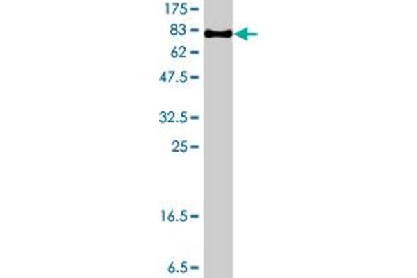 VPS4B antibody  (AA 1-444)