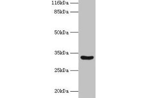 Western blot All lanes: MAIP1 antibody at 2 μg/mL + Mouse kidney tissue Secondary Goat polyclonal to rabbit IgG at 1/10000 dilution Predicted band size: 33 kDa Observed band size: 33 kDa (m-AAA Protease-Interacting Protein 1, Mitochondrial (MAIP1) (AA 97-291) antibody)