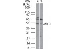 Image no. 1 for anti-Runt-Related Transcription Factor 1 (RUNX1) (AA 231-245) antibody (ABIN208306) (RUNX1 antibody  (AA 231-245))