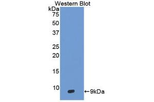 Western blot analysis of the recombinant protein. (DEFB103A antibody  (AA 23-67))