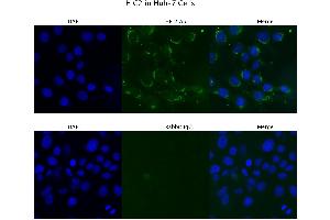 Immunofluorescence (IF) image for anti-Hypermethylated in Cancer 2 (HIC2) (Middle Region) antibody (ABIN2777438)