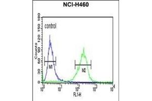 SPG20 Antibody (N-term) (ABIN652983 and ABIN2842623) flow cytometric analysis of NCI- cells (right histogram) compared to a negative control cell (left histogram). (SPG20 antibody  (N-Term))