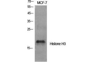 Western Blot (WB) analysis of specific cells using Histone H3 Polyclonal Antibody. (Histone 3 antibody  (Lys381))