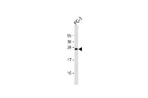 Anti-DDIT3 Antibody (C-term ) at 1:2000 dilution + PC-3 whole cell lysate Lysates/proteins at 20 μg per lane.