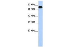 Image no. 1 for anti-Echinoderm Microtubule Associated Protein Like 3 (EML3) (AA 180-229) antibody (ABIN6741355) (EML3 antibody  (AA 180-229))
