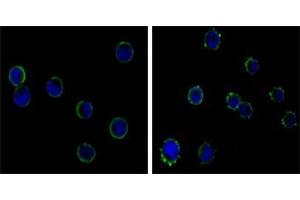 Immunofluorescence analysis of HL-60 (left) and K562 (right) cells using CD19 antibody (green). (CD19 antibody)