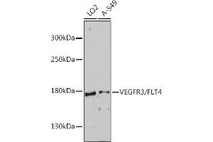 Western blot analysis of extracts of various cell lines, using VEGFR3/FLT4 antibody (ABIN6134454, ABIN6140697, ABIN6140700 and ABIN6215938) at 1:1000 dilution. (FLT4 antibody  (AA 1200-1300))