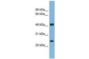 Image no. 1 for anti-Fetuin B (FETUB) (AA 35-84) antibody (ABIN6741781) (FETUB antibody  (AA 35-84))