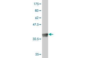 Western Blot detection against Immunogen (34. (SRSF4 antibody  (AA 98-174))