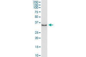 AIMP2 antibody  (AA 1-100)