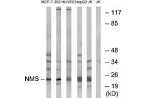 Western blot analysis of extracts from Jurkat/HepG2/HuvEc/293/MCF-7 cells, using NMS Antibody. (NMS antibody  (AA 104-153))